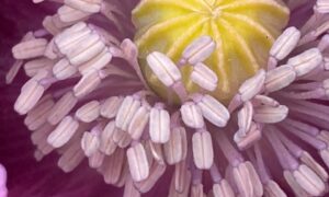 The Seeds Of Change: The perfect time for curriculum reform from an SEMH perspective