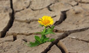 2020: A Personal Reflection Of The Positives